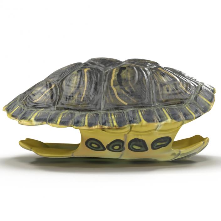 Turtle Shell 3D