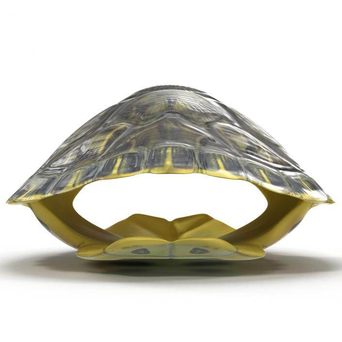 Turtle Shell 3D