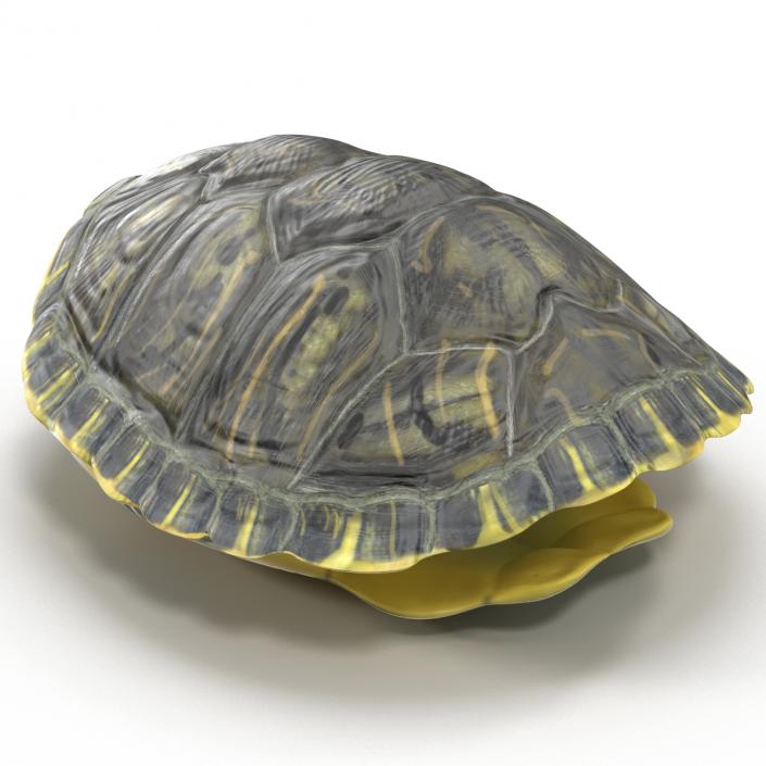 Turtle Shell 3D