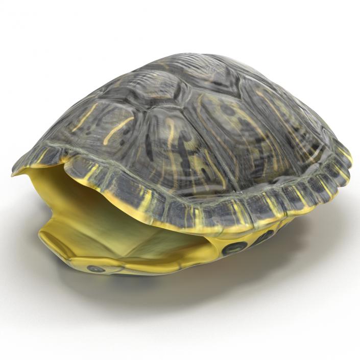 Turtle Shell 3D