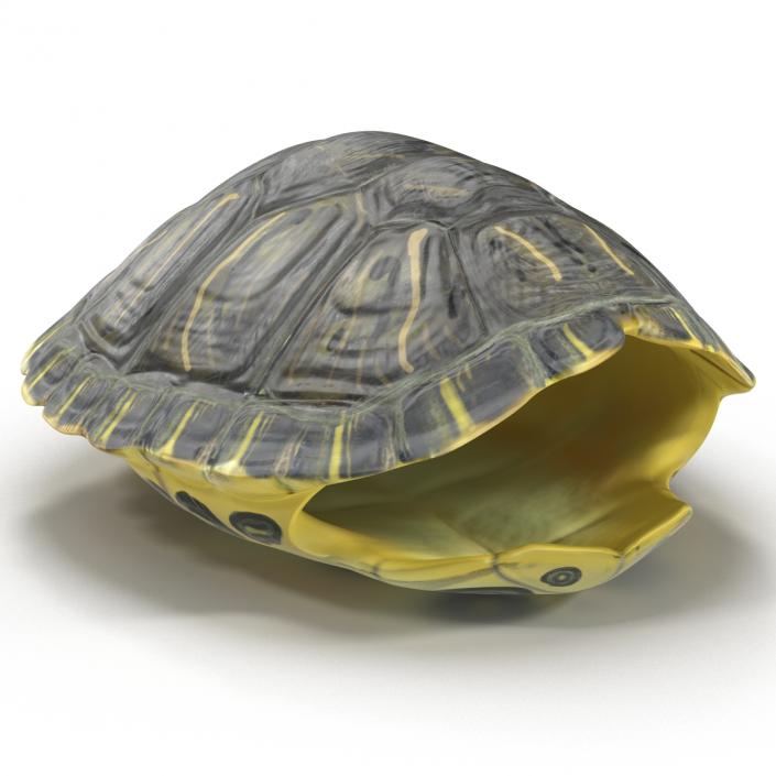 Turtle Shell 3D