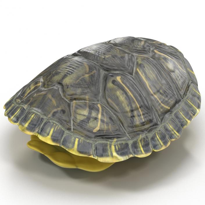 Turtle Shell 3D