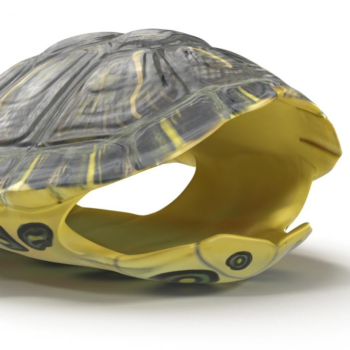 Turtle Shell 3D