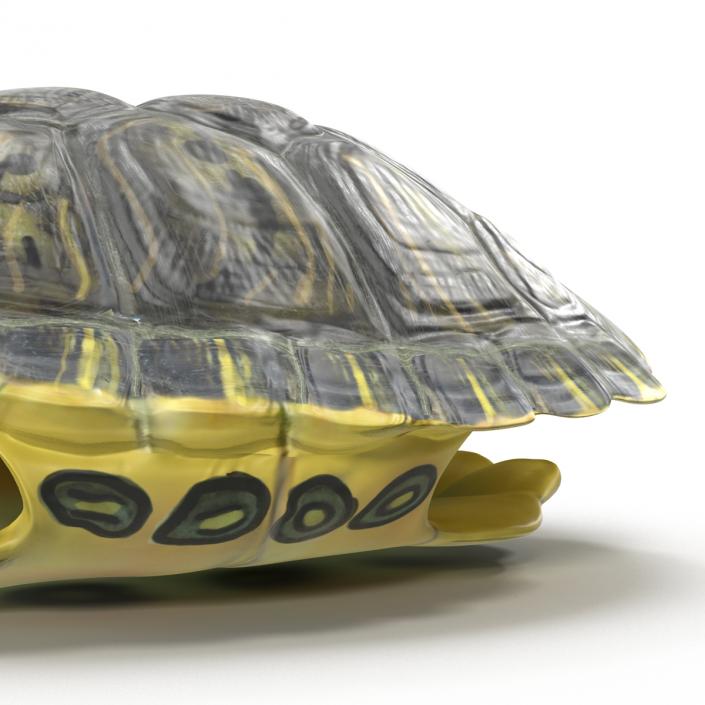 Turtle Shell 3D