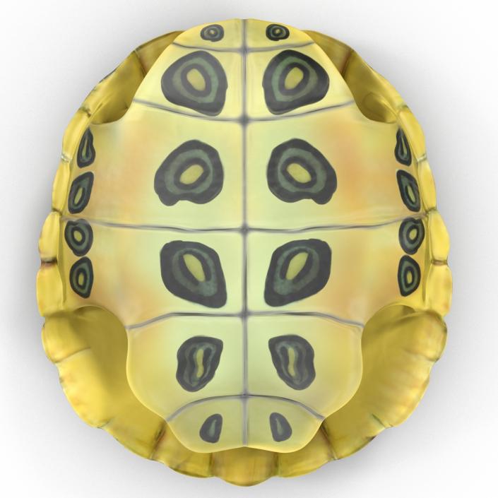 Turtle Shell 3D