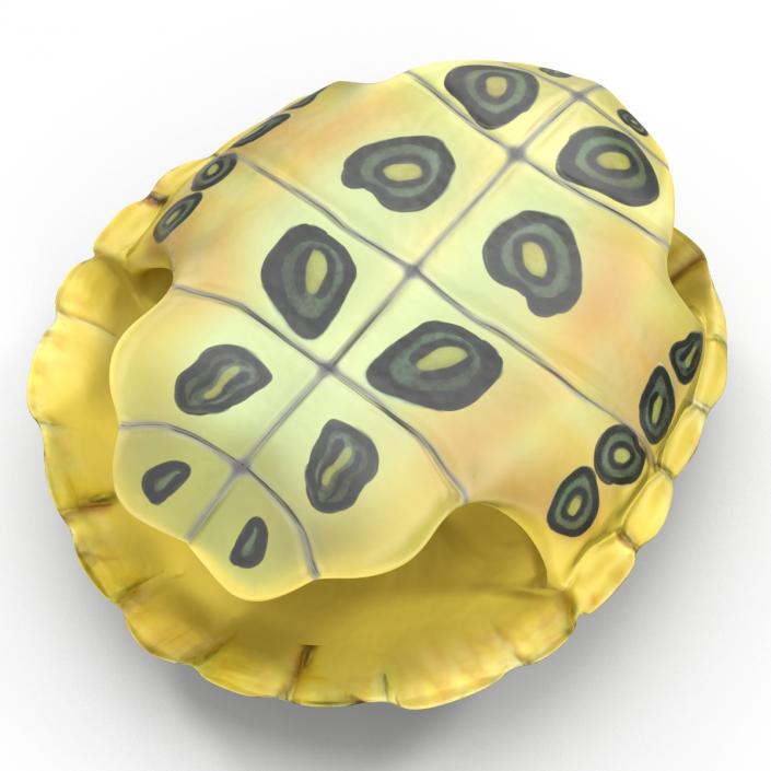 Turtle Shell 3D