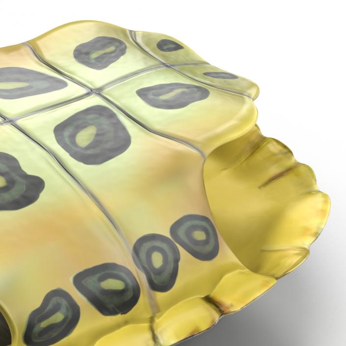 Turtle Shell 3D