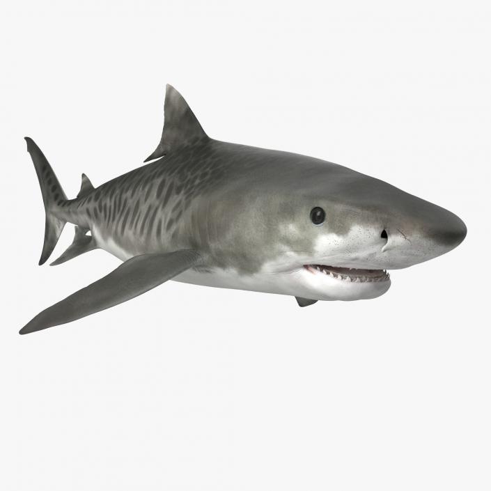 3D Tiger Shark Rigged model