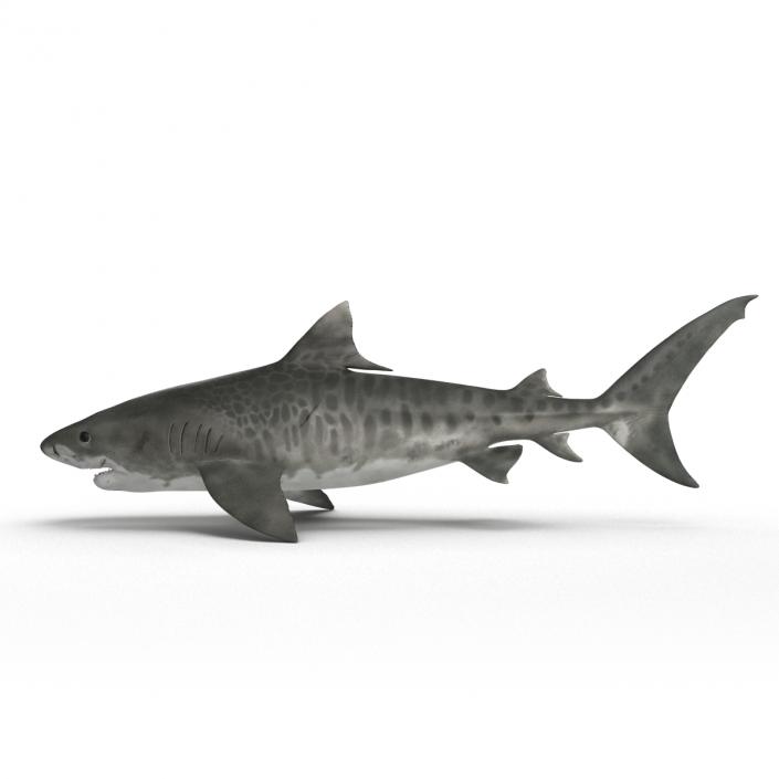 3D Tiger Shark Rigged model