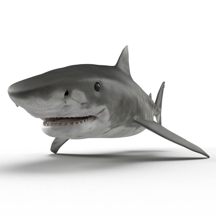 3D Tiger Shark Rigged model