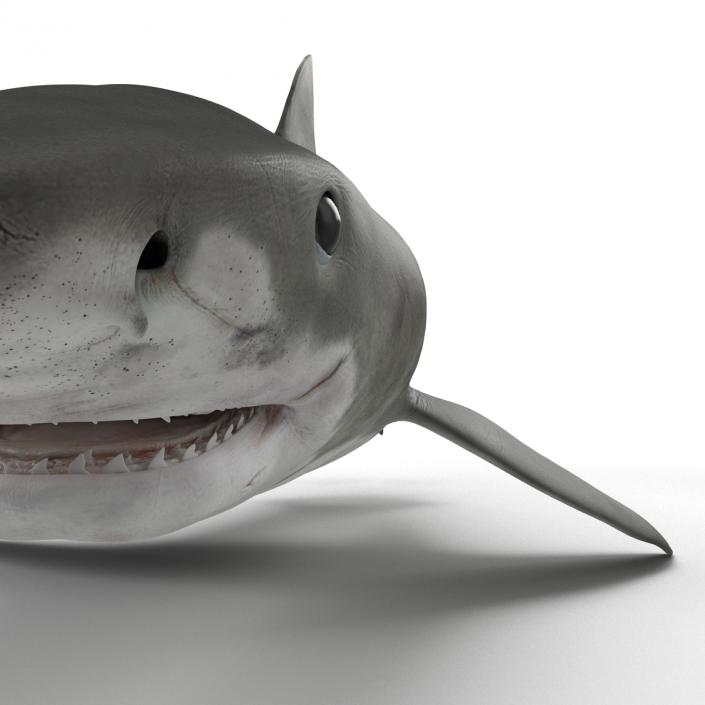 3D Tiger Shark Rigged model