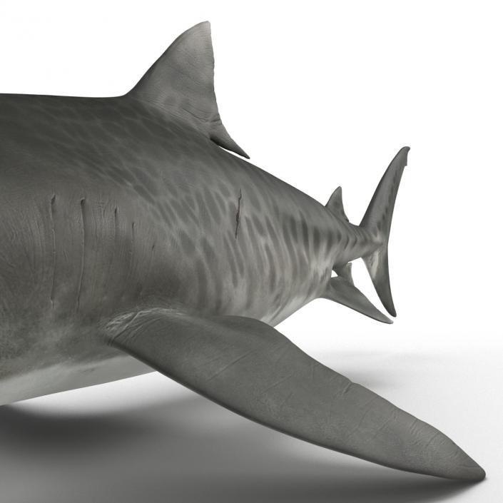 3D Tiger Shark Rigged model