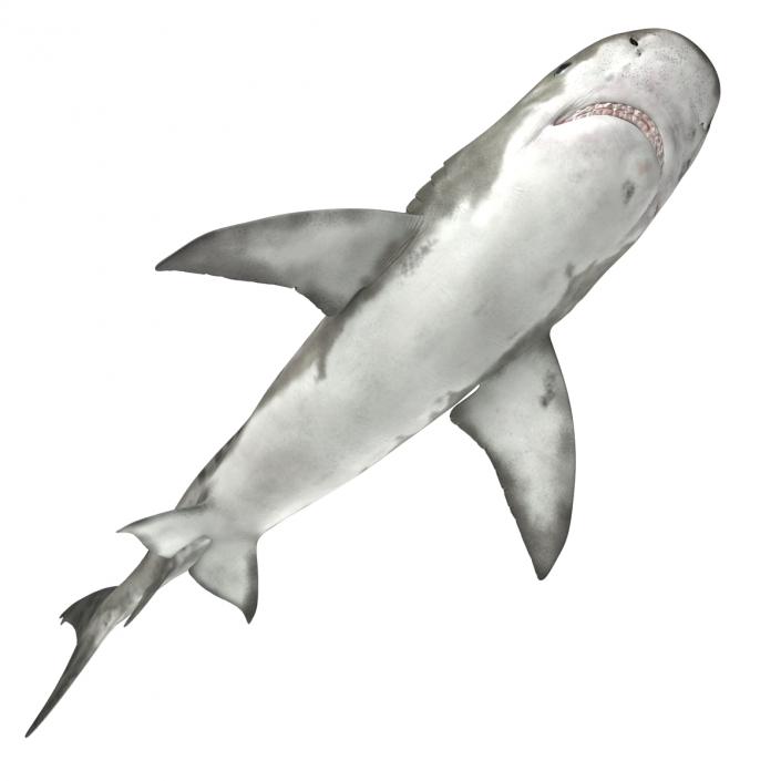 3D Tiger Shark Rigged model