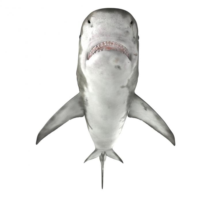 3D Tiger Shark Rigged model