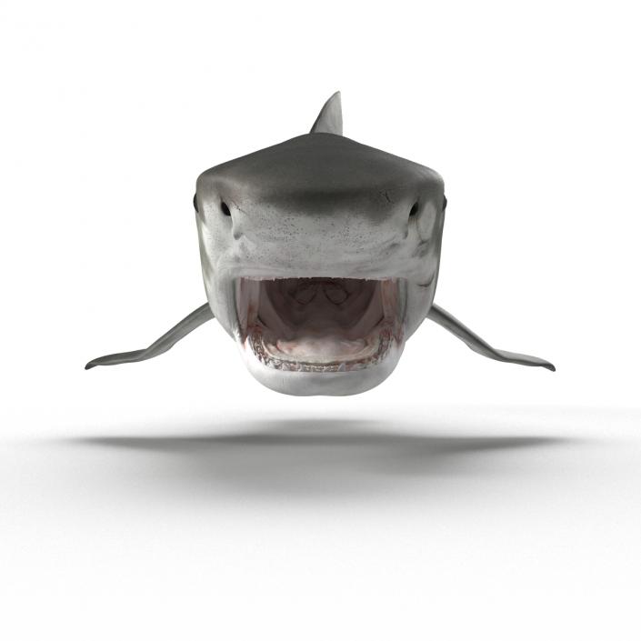 3D Tiger Shark Rigged model