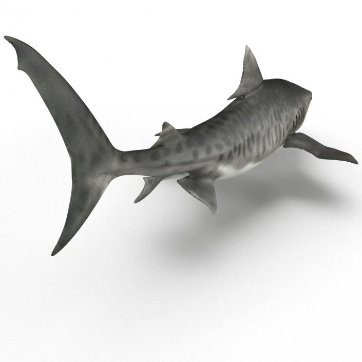 3D Tiger Shark Rigged model