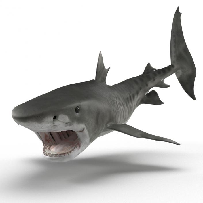 3D Tiger Shark Rigged model