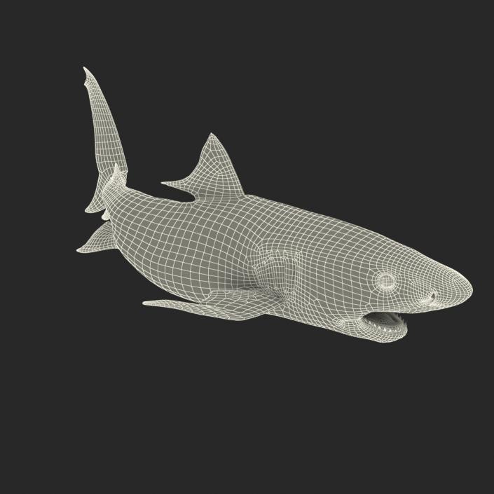 3D Tiger Shark Rigged model