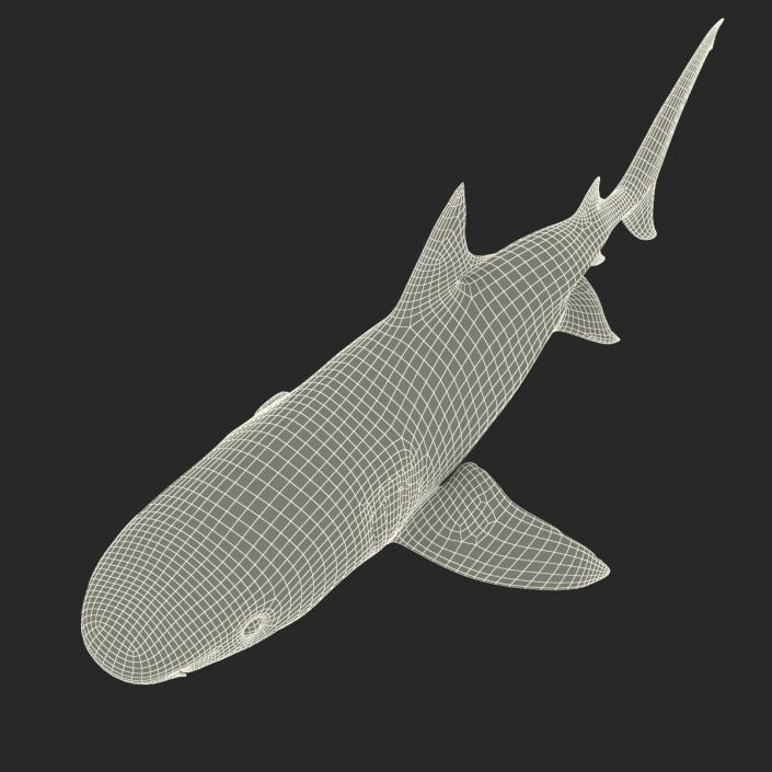 3D Tiger Shark Rigged model