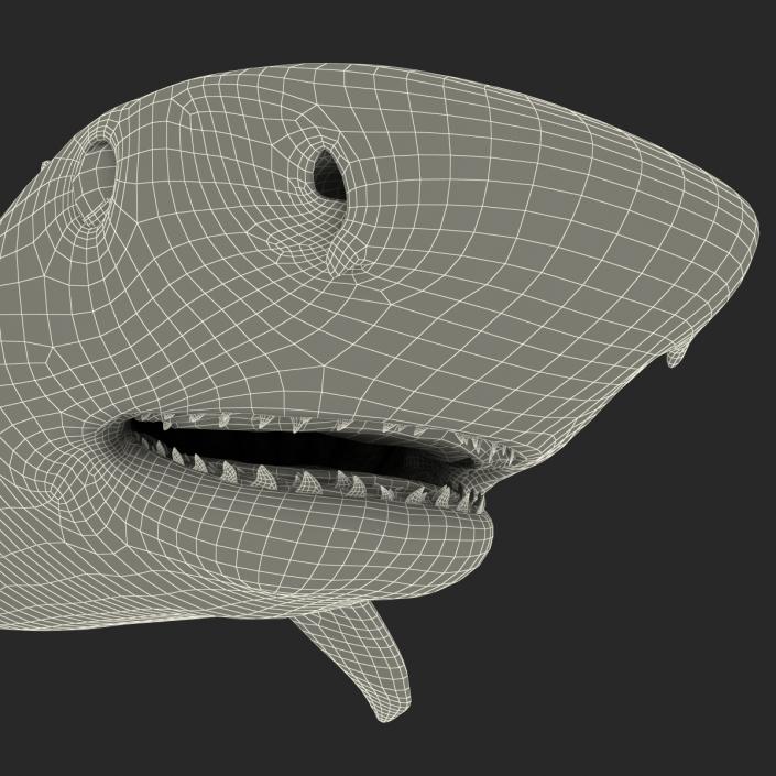 3D Tiger Shark Rigged model