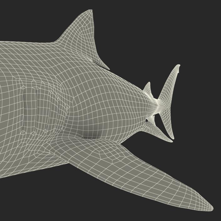 3D Tiger Shark Rigged model