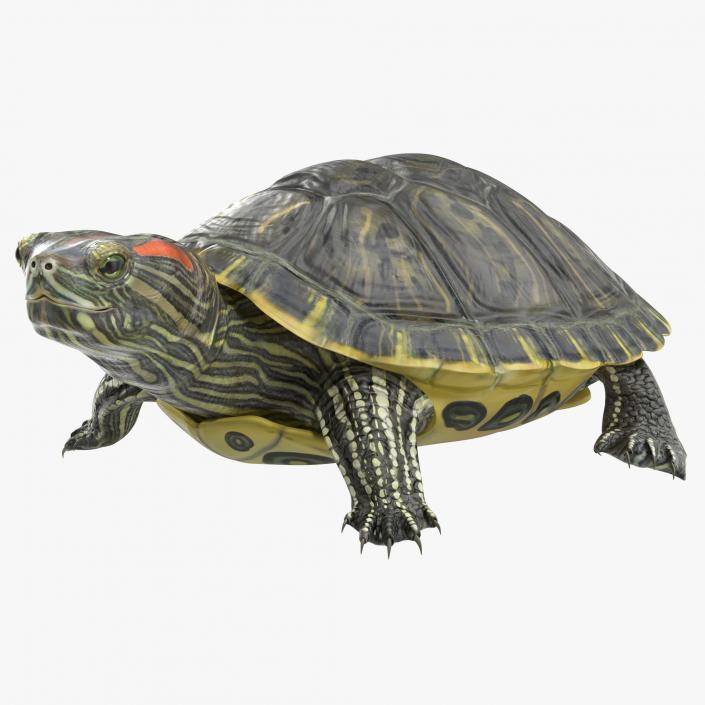 3D model Pond Slider Turtle Pose 2