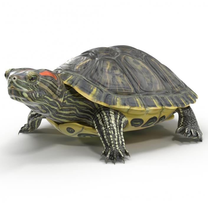 3D model Pond Slider Turtle Pose 2