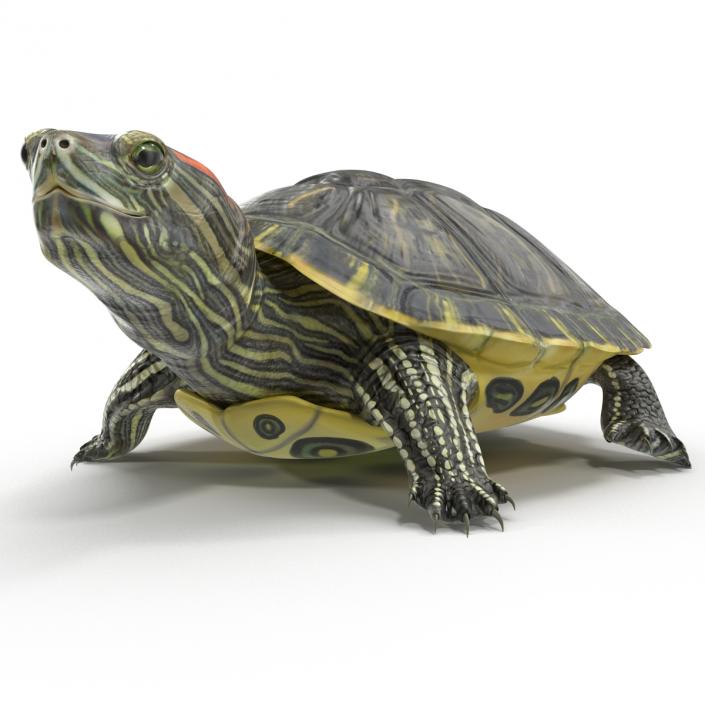 3D model Pond Slider Turtle Pose 2