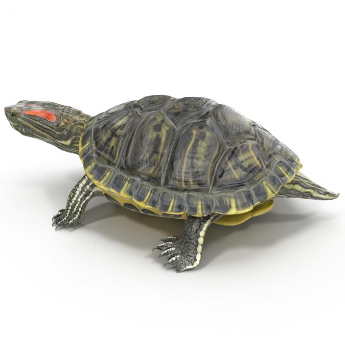 3D model Pond Slider Turtle Pose 2