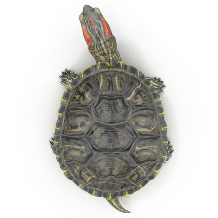 3D model Pond Slider Turtle Pose 2