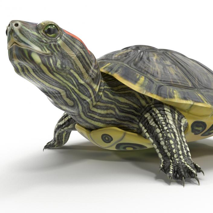 3D model Pond Slider Turtle Pose 2