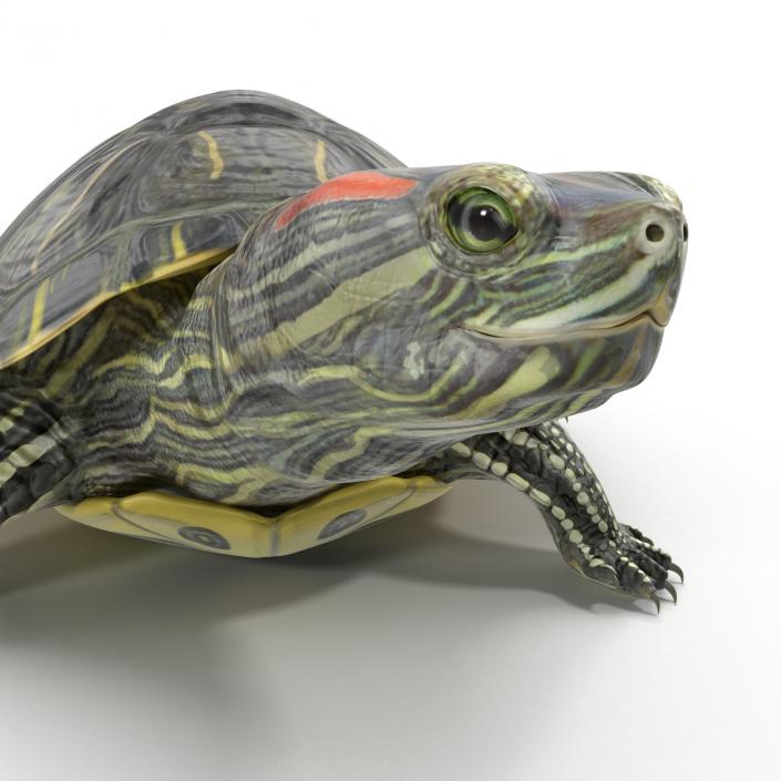 3D model Pond Slider Turtle Pose 2