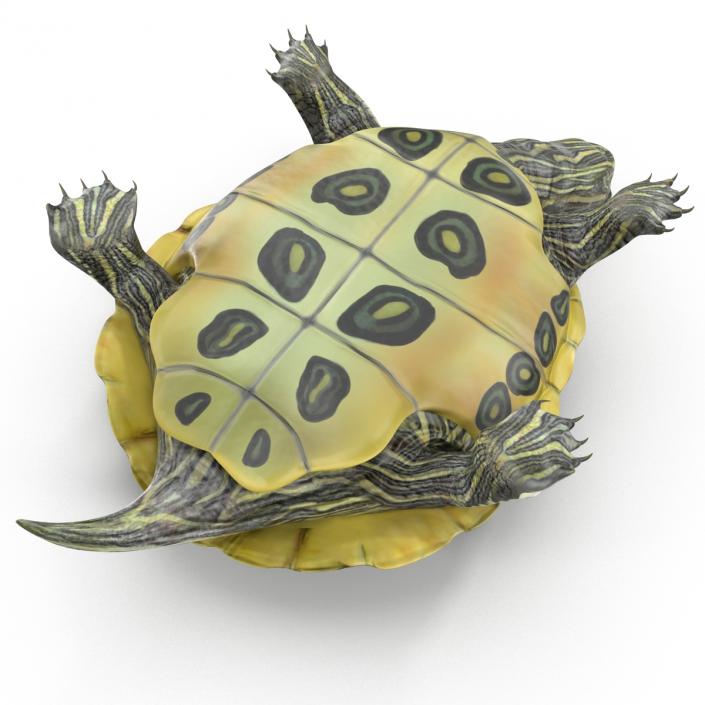 3D model Pond Slider Turtle Pose 2