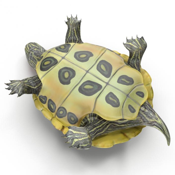 3D model Pond Slider Turtle Pose 2