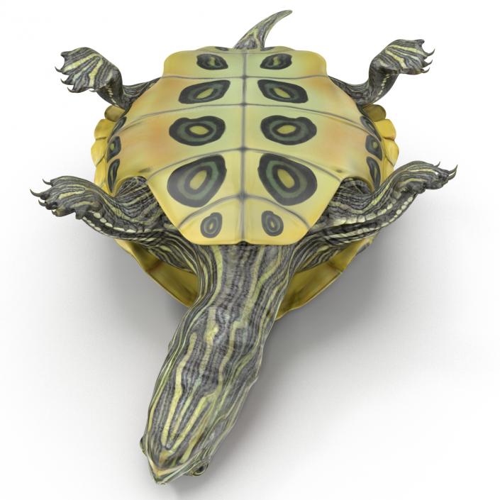 3D model Pond Slider Turtle Pose 2