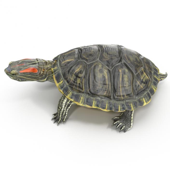 3D model Pond Slider Turtle Pose 2