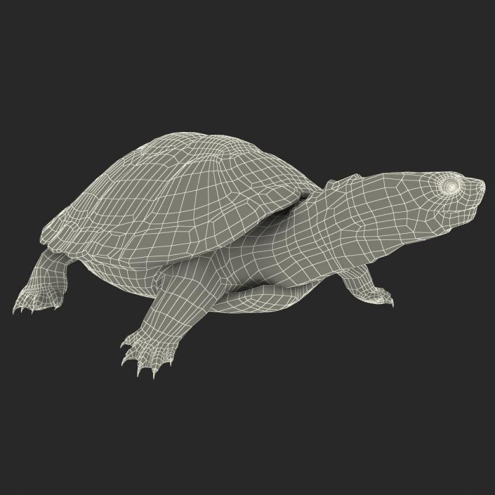 3D model Pond Slider Turtle Pose 2