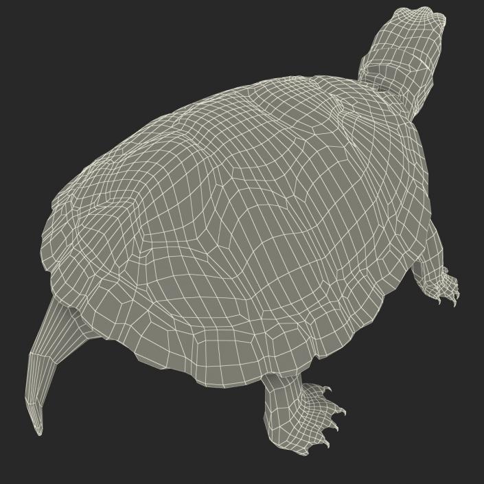 3D model Pond Slider Turtle Pose 2