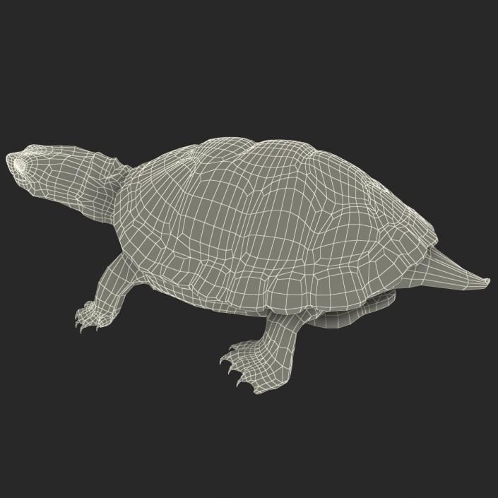 3D model Pond Slider Turtle Pose 2