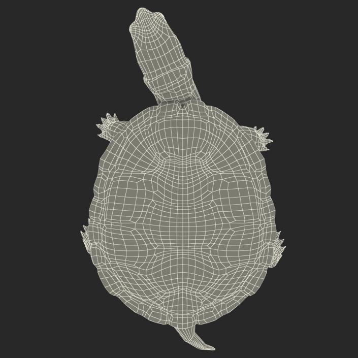 3D model Pond Slider Turtle Pose 2