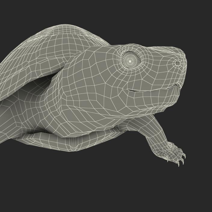 3D model Pond Slider Turtle Pose 2