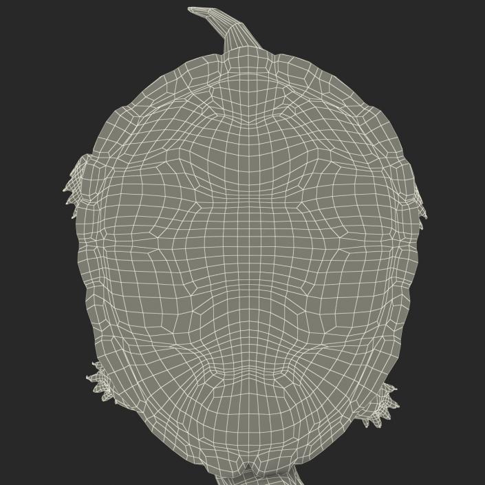 3D model Pond Slider Turtle Pose 2