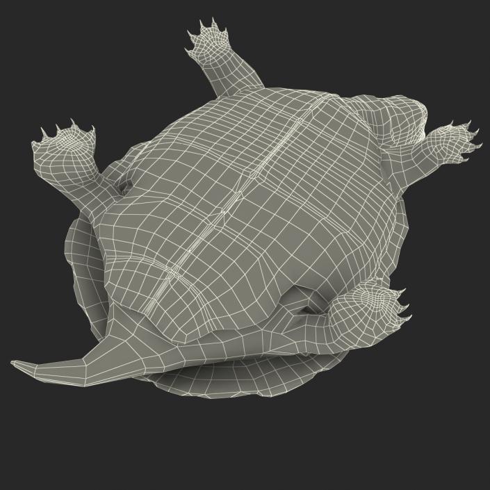 3D model Pond Slider Turtle Pose 2