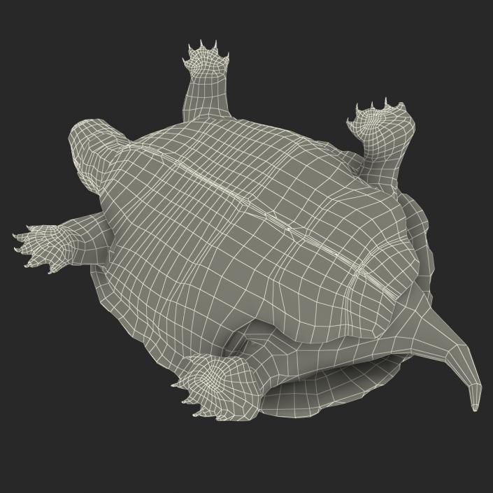 3D model Pond Slider Turtle Pose 2