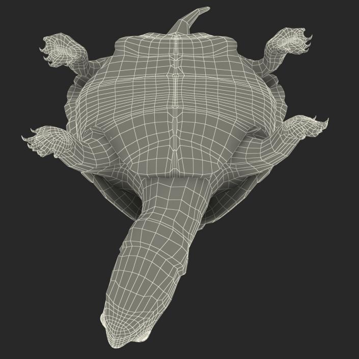 3D model Pond Slider Turtle Pose 2