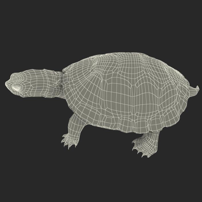 3D model Pond Slider Turtle Pose 2