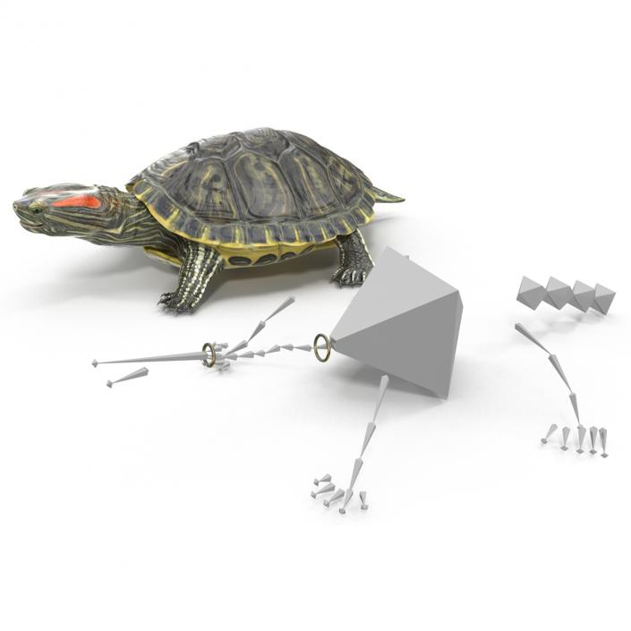 3D model Pond Slider Turtle Rigged