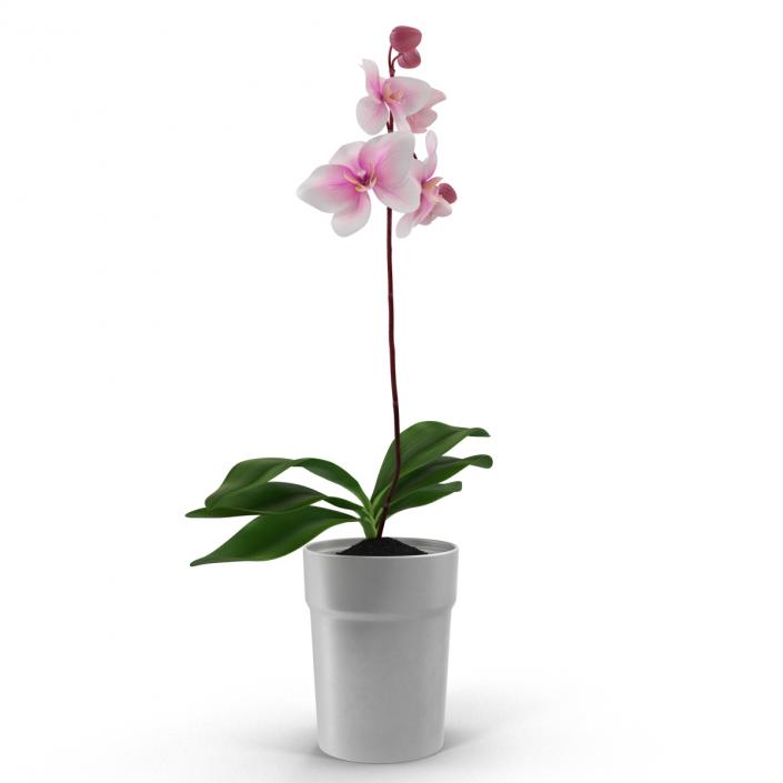 3D Orchid in Pot model