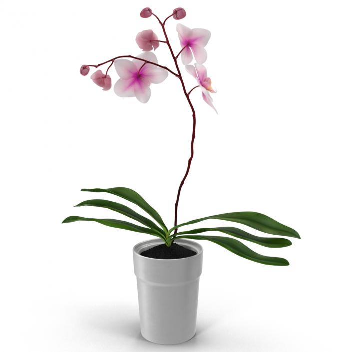 3D Orchid in Pot model