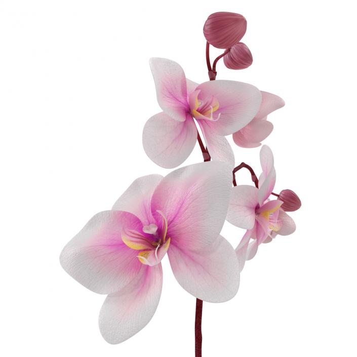 3D Orchid in Pot model